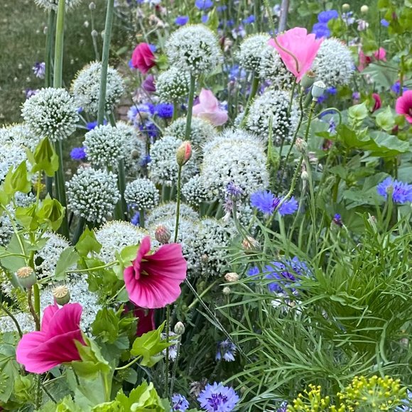 Meet your Posher, Connie - Picture 1 of 1